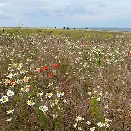Lieblingsplatz Ruegen Mit Meerblick, Sauna & Kamin アパート Alt Reddevitz