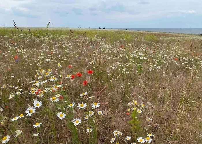 Lieblingsplatz Ruegen Mit Meerblick, Sauna & Kamin Apartment Alt Reddevitz